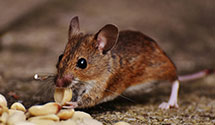 24 Hour & Emergency Exterminators in Charlton Heights, WV